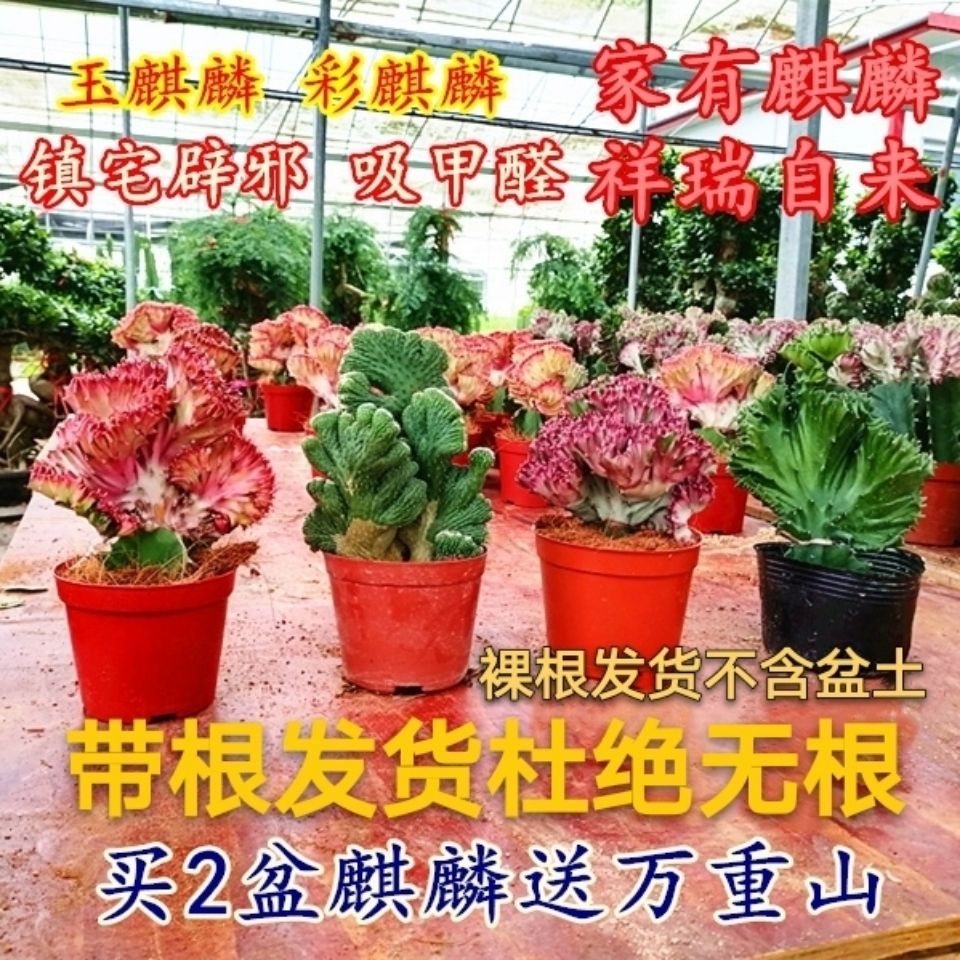 多肉植物仙人掌彩麒麟玉麒麟盆栽室内客厅办公室桌面植物净化图伟
