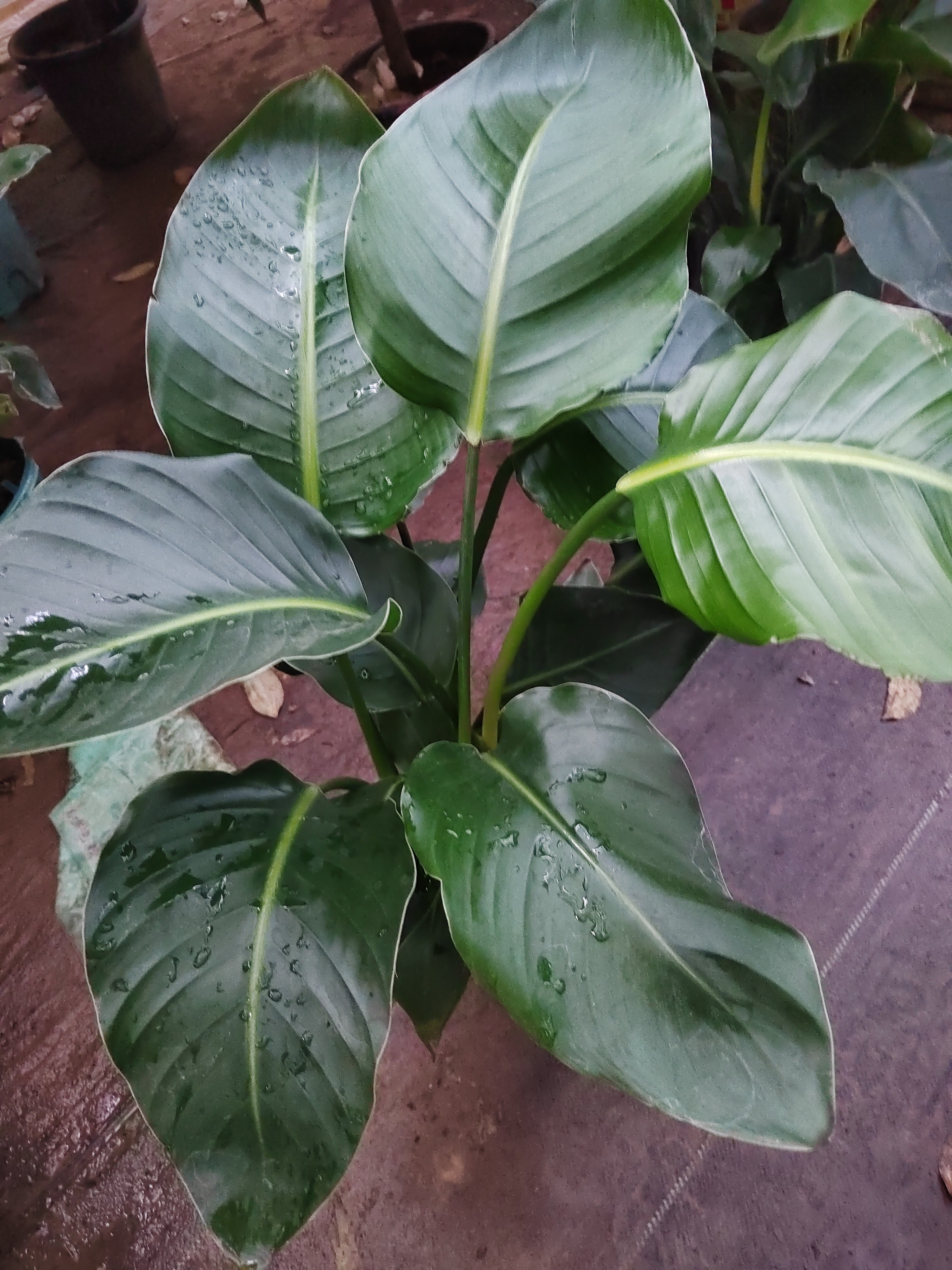 天堂鸟，鹤望兰花