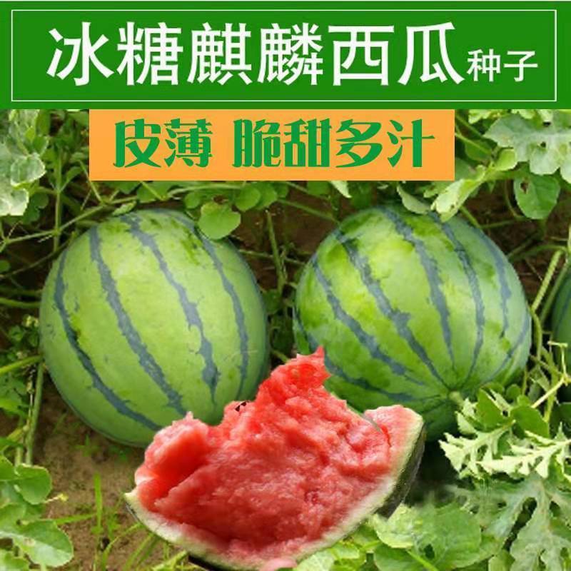 【易生长冰糖麒麟王西瓜种子】麒麟早熟特甜8424西瓜种籽非种球