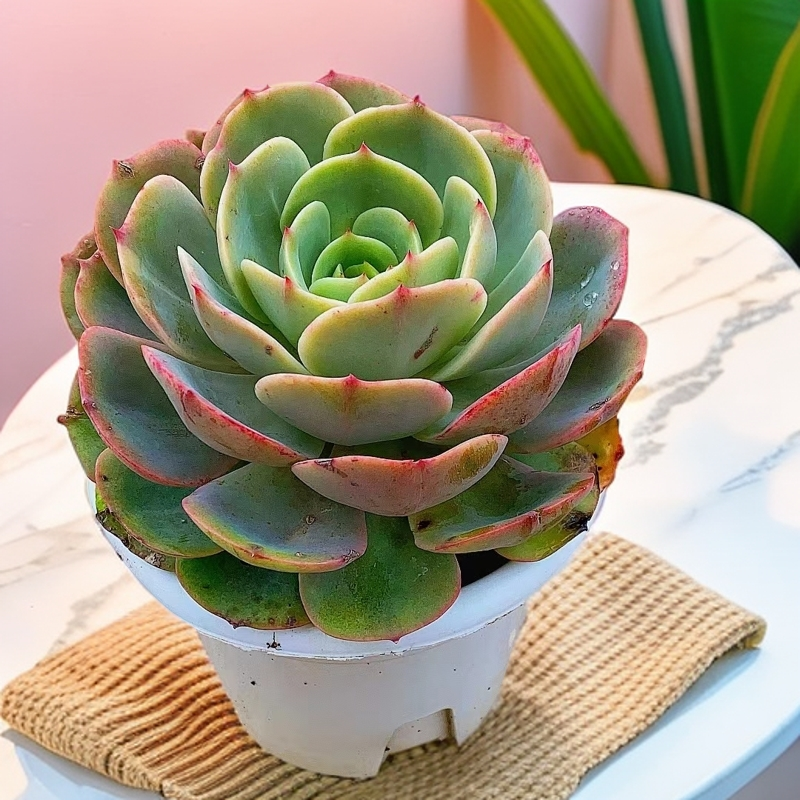 单头起白雪公主  脱土发 多肉植物【多肉满15包邮】易老桩 蓝红色