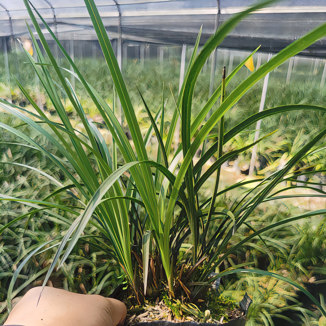 自然种植兰花一物一拍，春兰、春剑花色丰富，欢迎选购