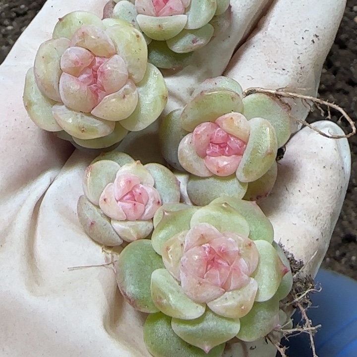 冷***叶62王者系列多肉一盒