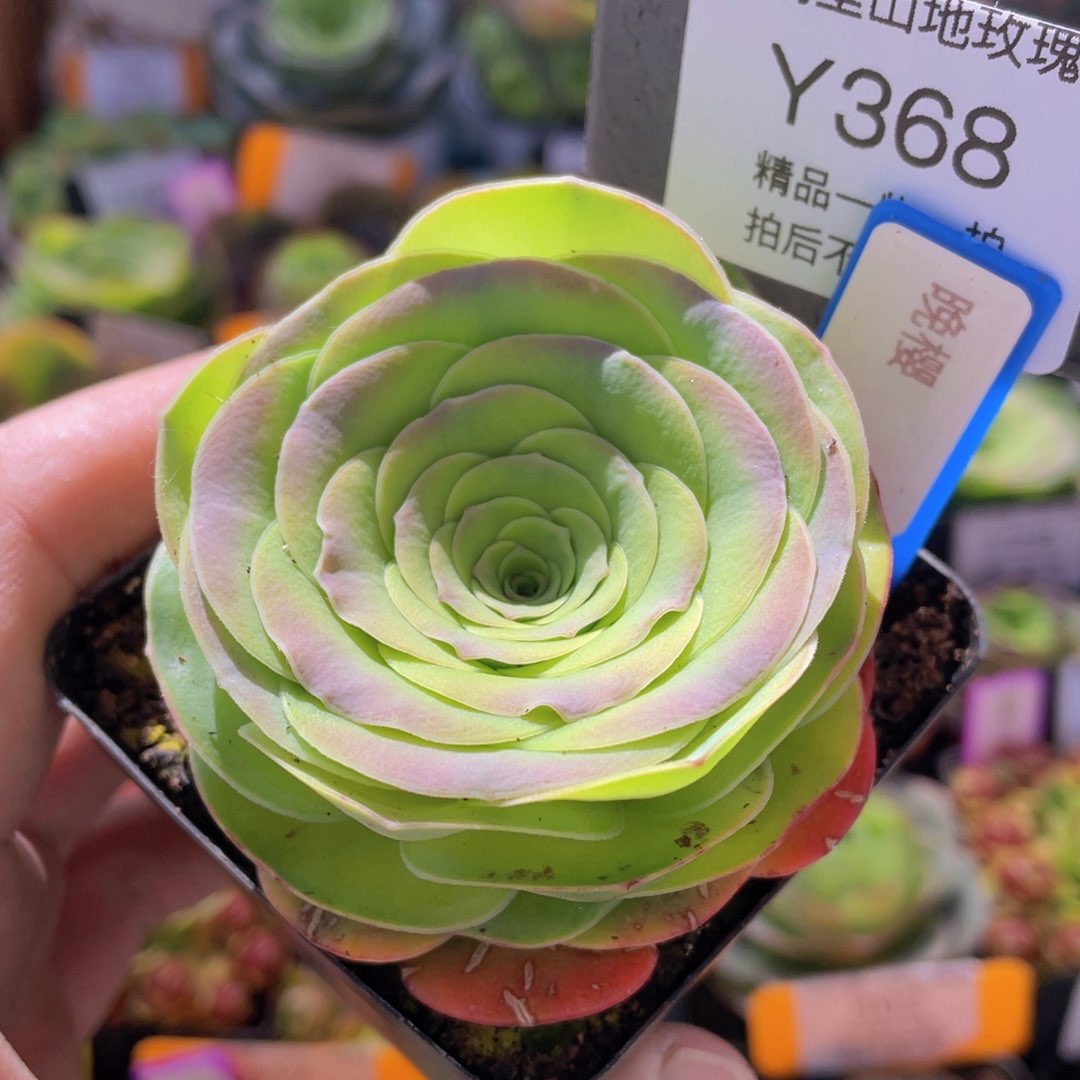 晚樱福利368一物一拍