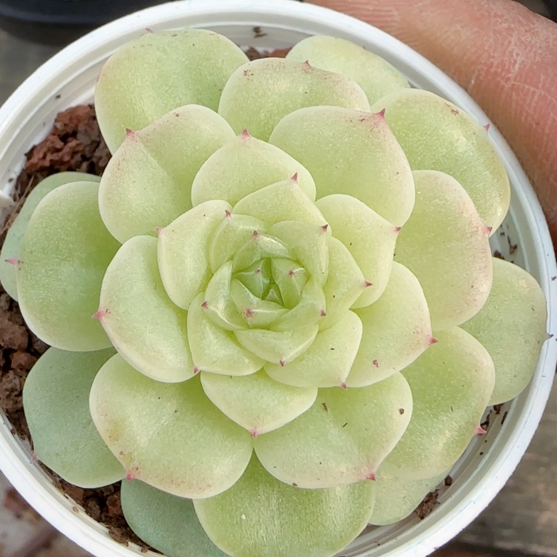 【闪购商品】0206-67（xx-54）