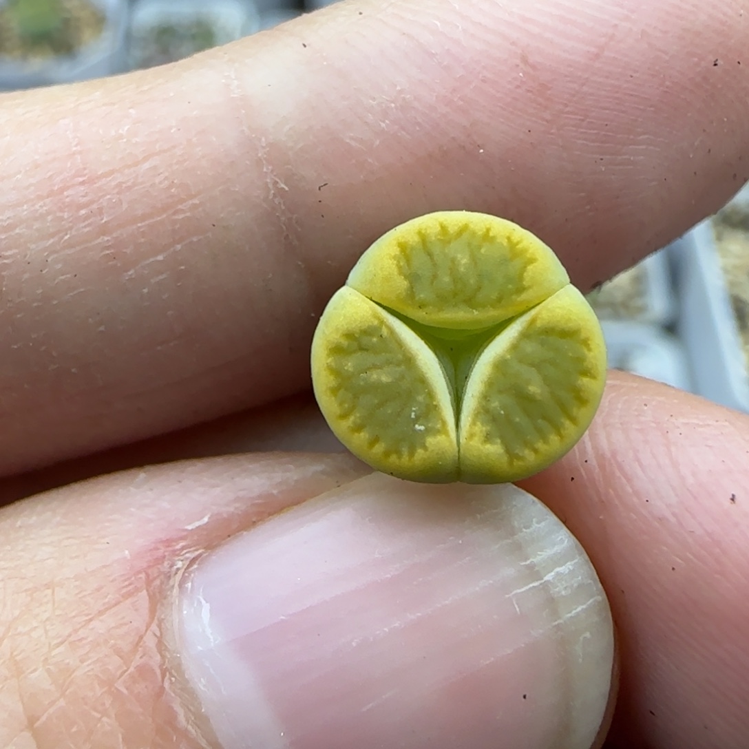 429绿菊奔清框福利30包邮