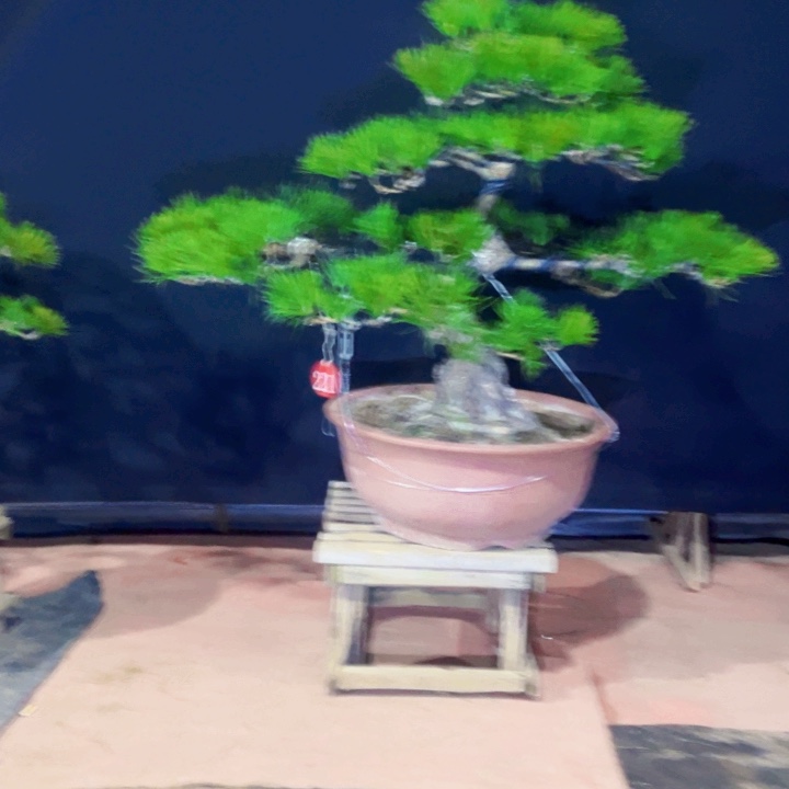 暖***宝完全开放庭院盆景黑松盆景