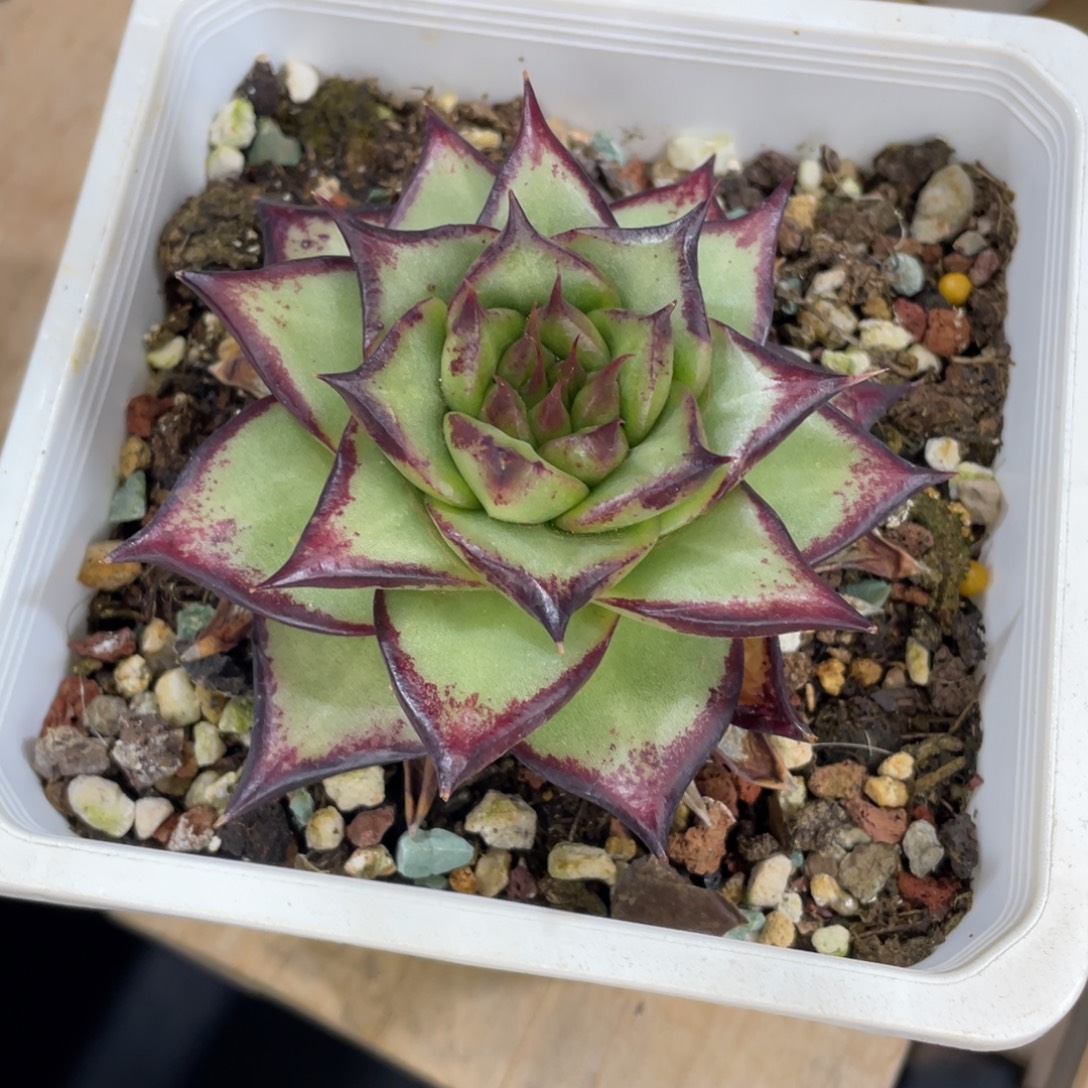 多肉植物，山人园艺
