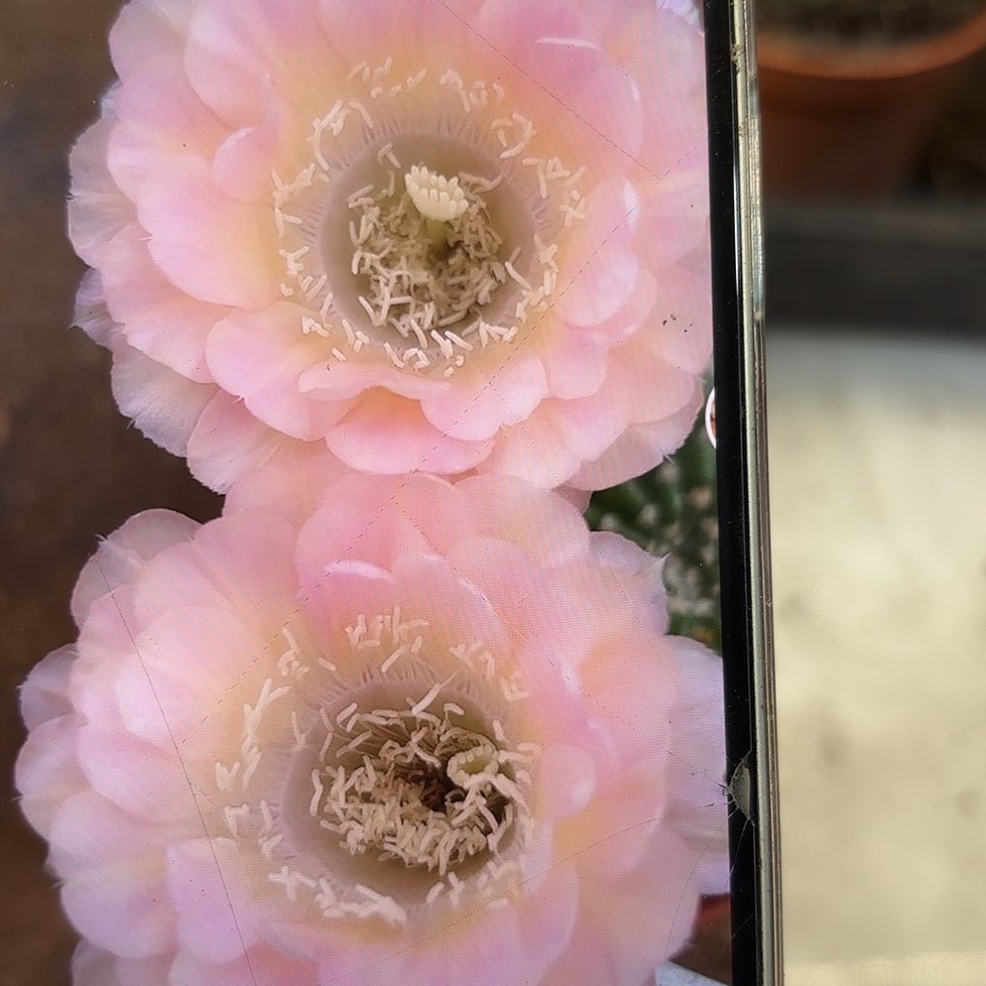 彩草40号侧牙4公分左右