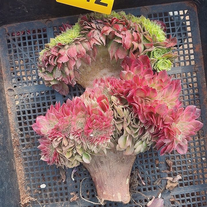 多肉植物福啊442