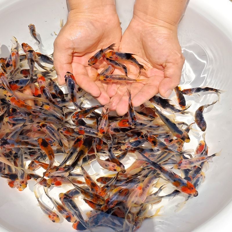好养耐活的冷水淡水观赏鱼兰花草金金鱼