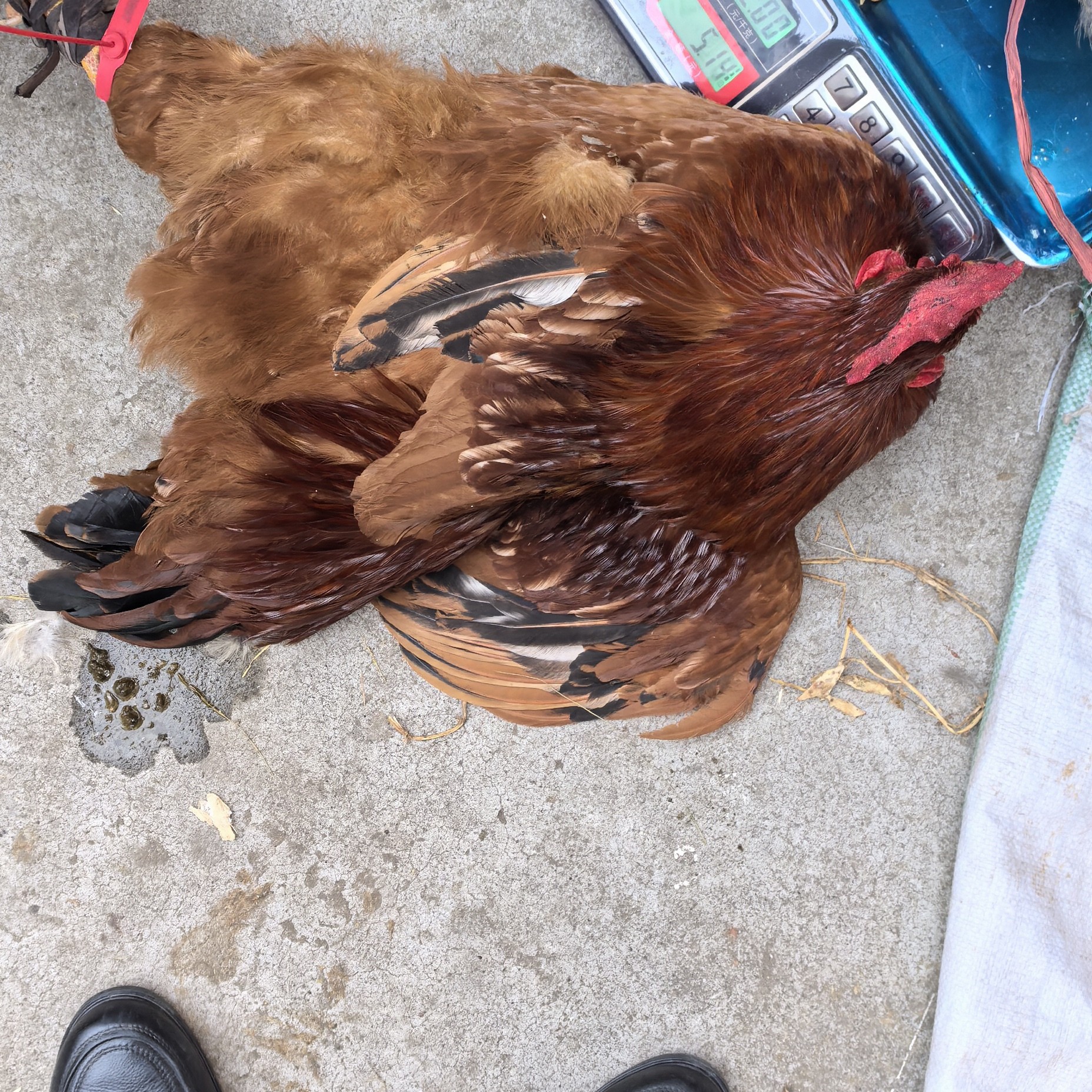 农家散养红瑶鸡现宰冷冻顺丰包邮