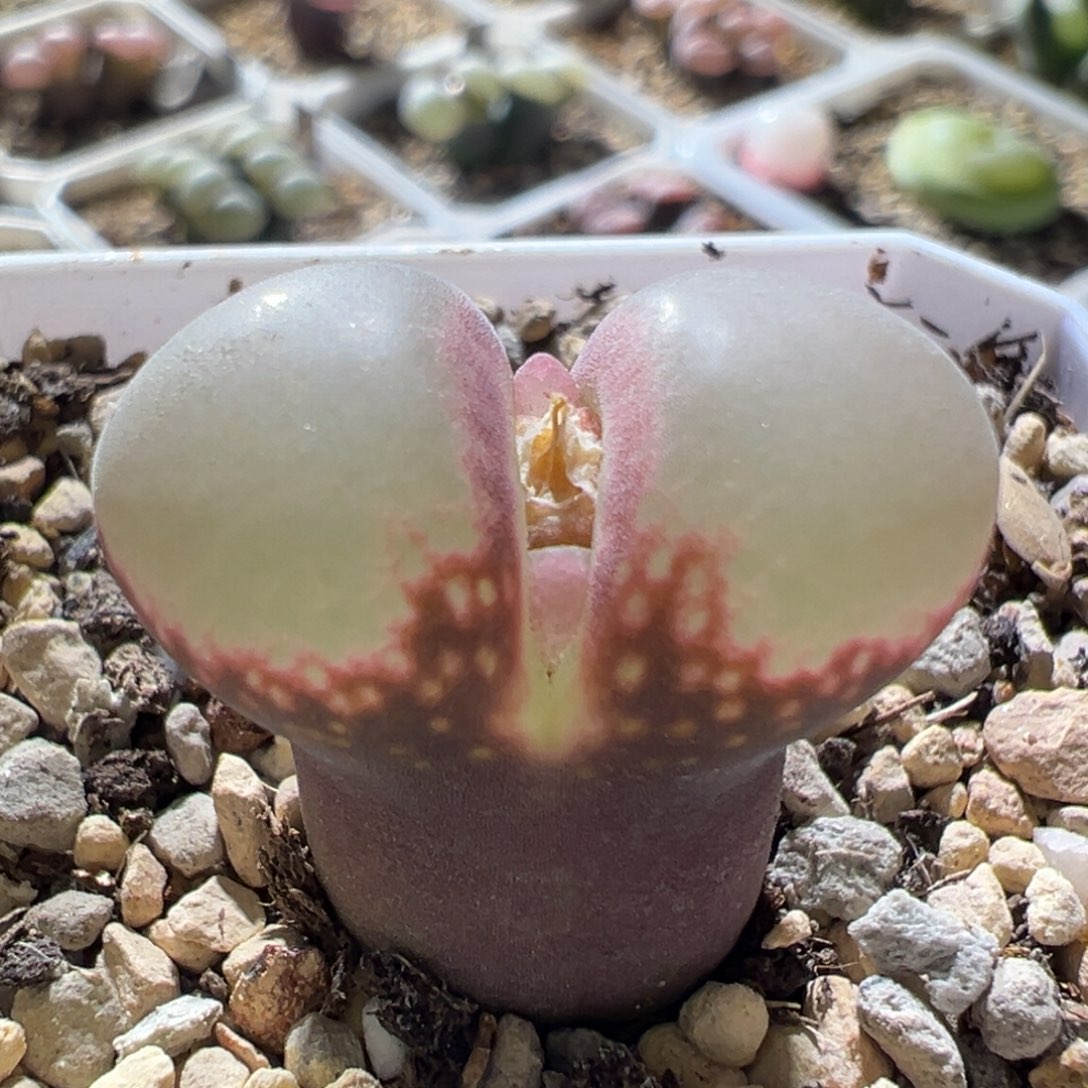 紫体白窗 大鼓窗 好看 14