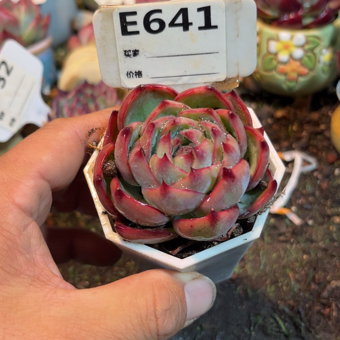 惊鸿一瞥641号多肉