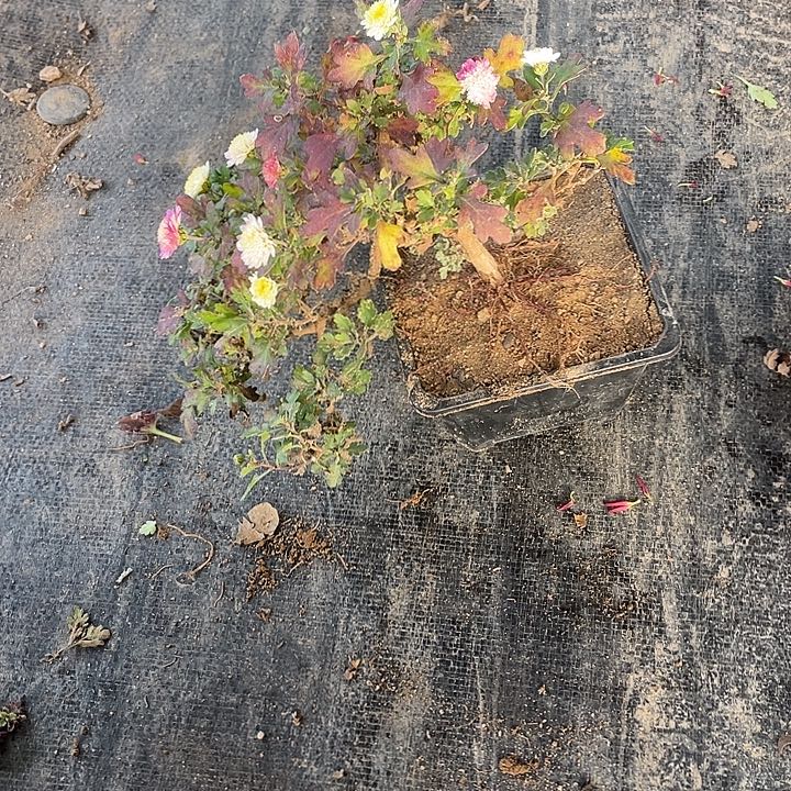 依***米38菊花菊花计划经济