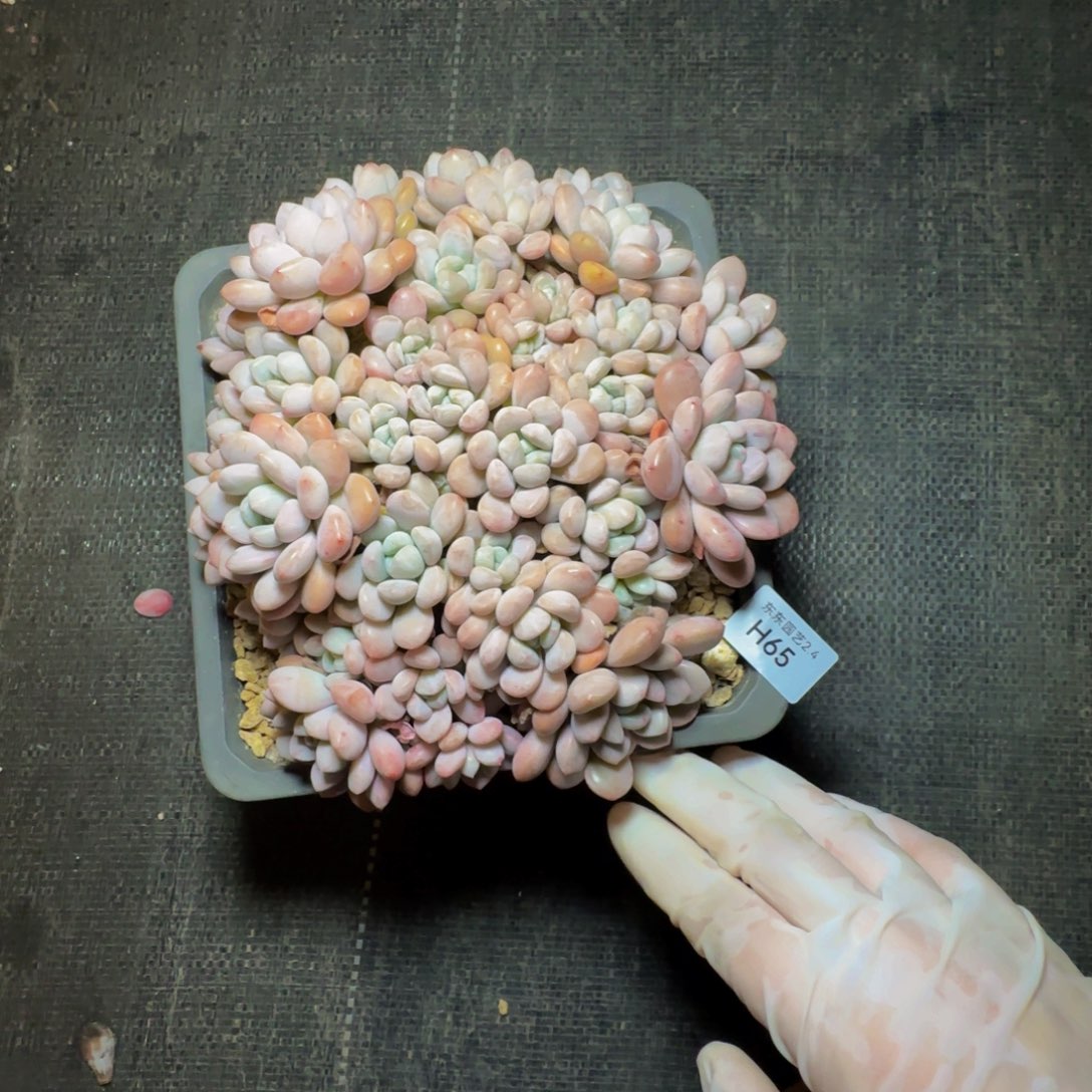 h h h h h h h h 65