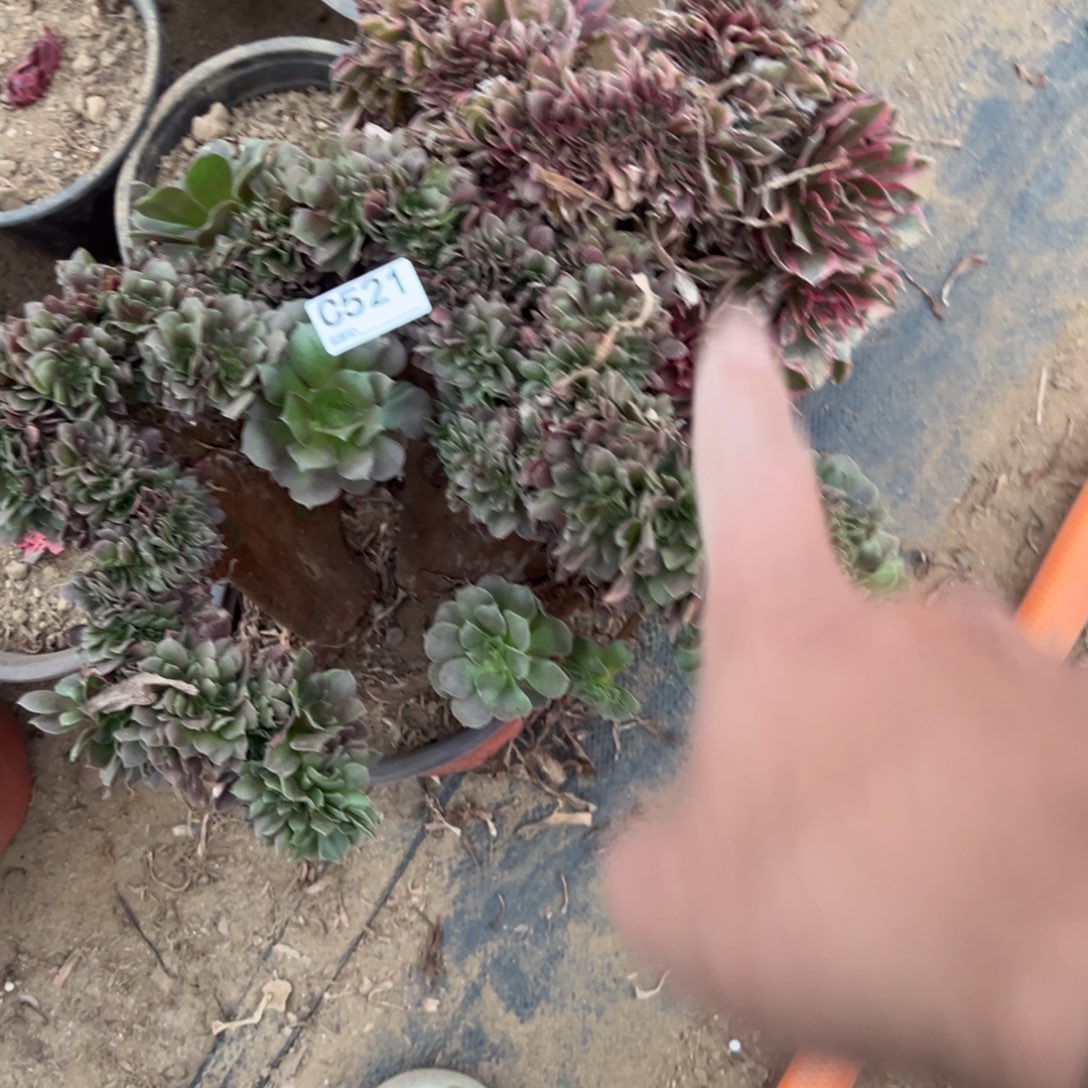 521两颗组合多肉植物法师