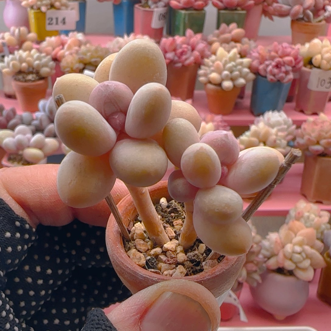 蛋黄奶219 ，带盆土发货，满38包邮非偏远。