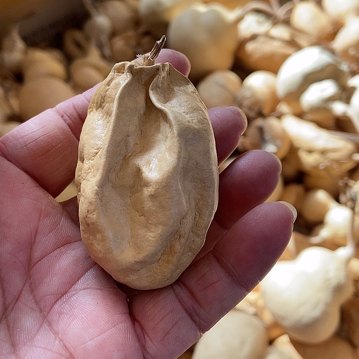 d b b x j sbsb d b d