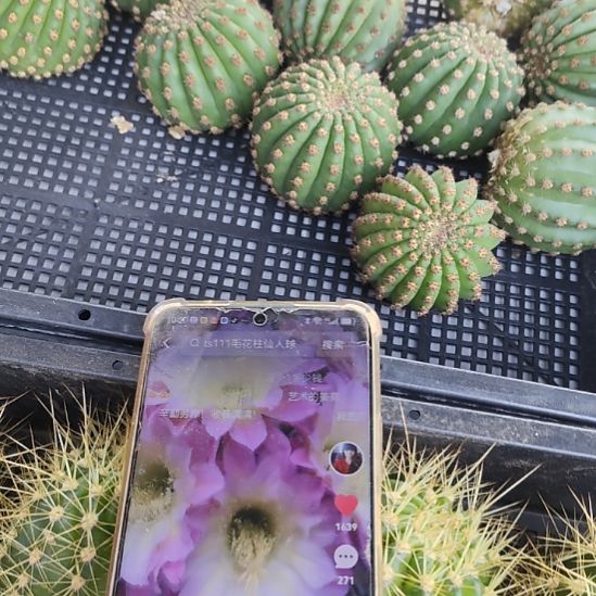 仙人球毛花柱河岸侧芽