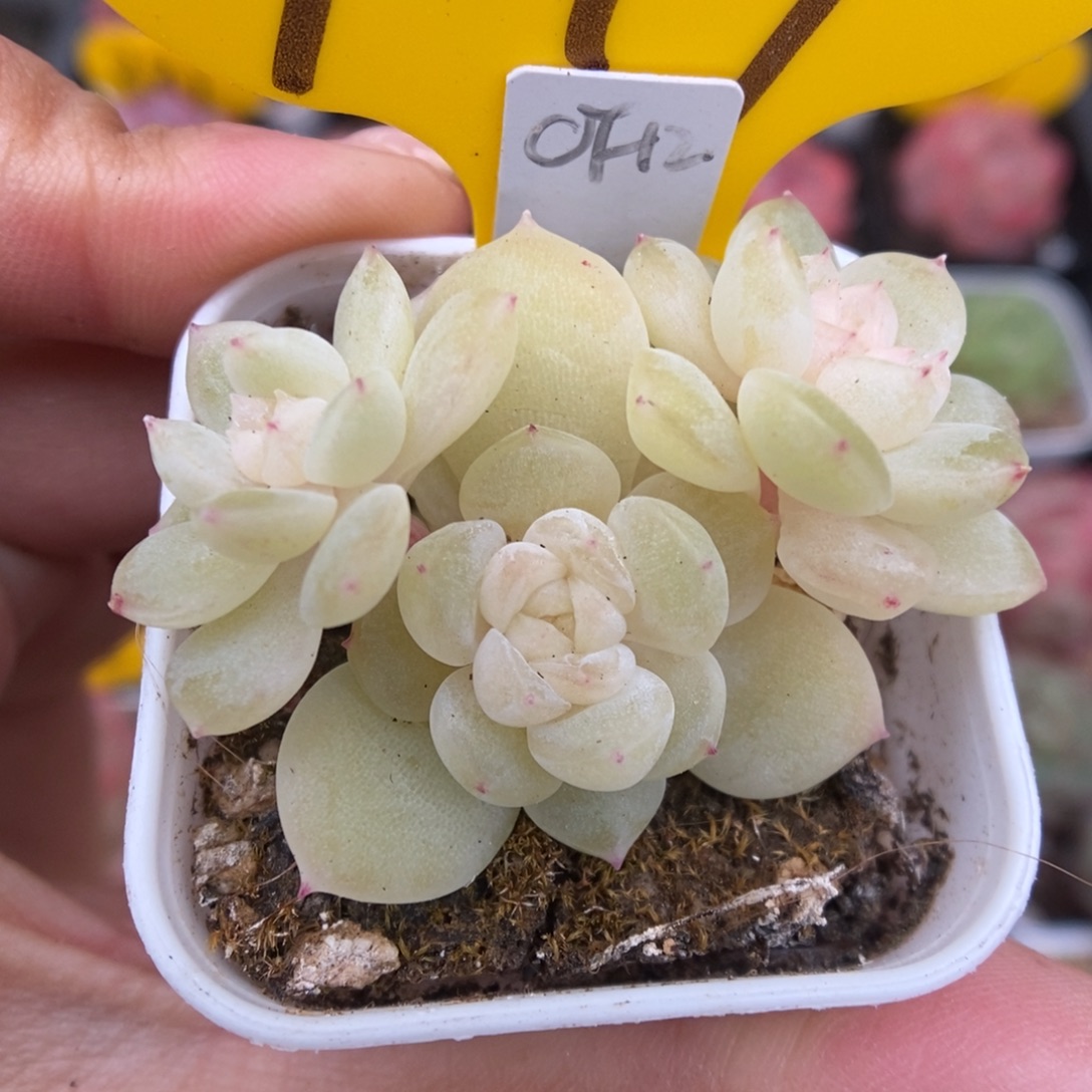 财富12群生可拍949号