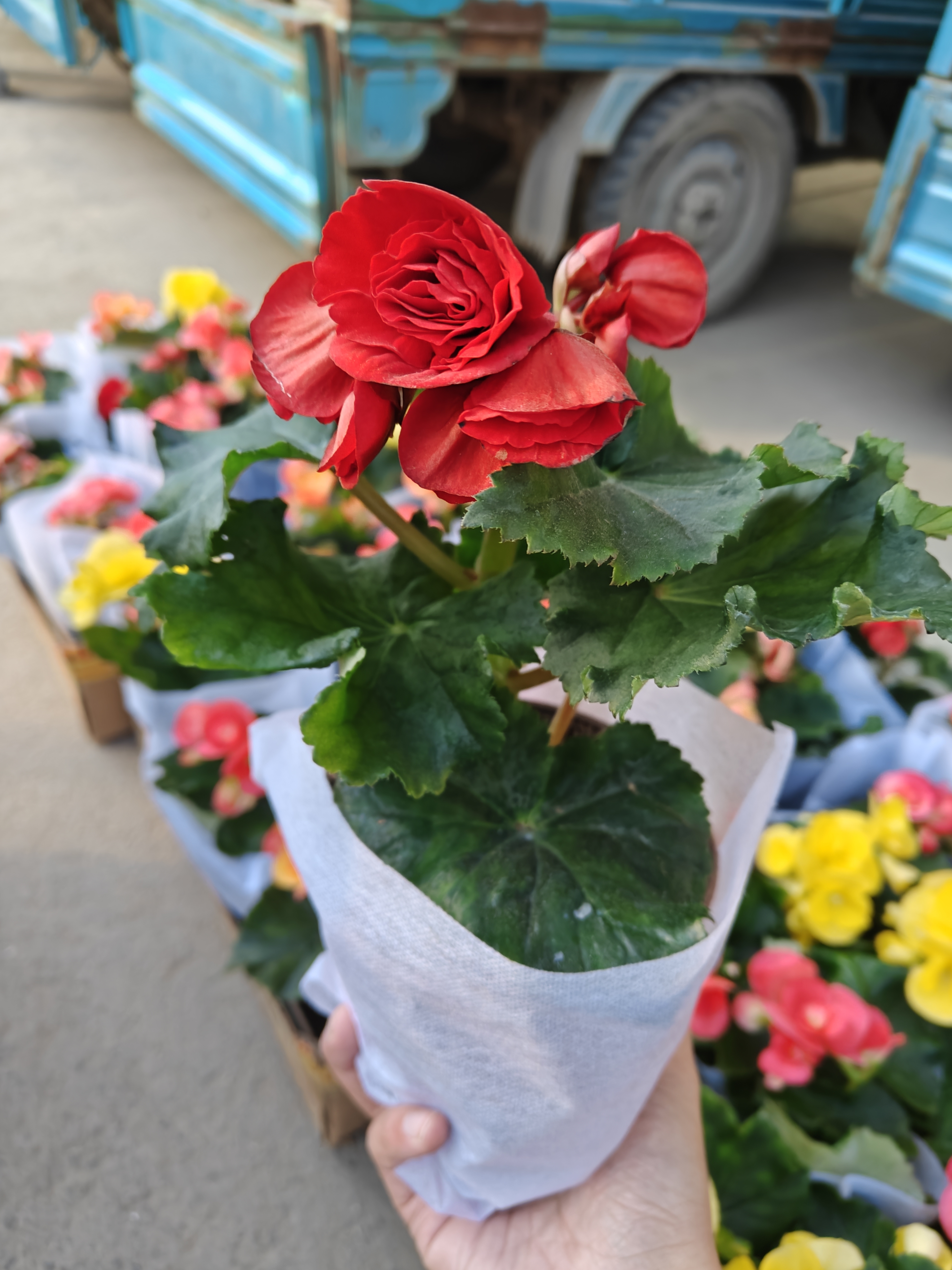 小丽格海棠带花发货室内盆栽四季开花好养观花植物