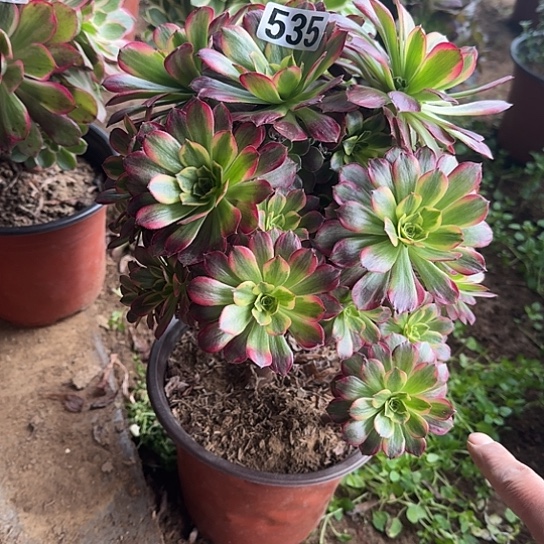 无花朵荷兰锦535号不包断枝