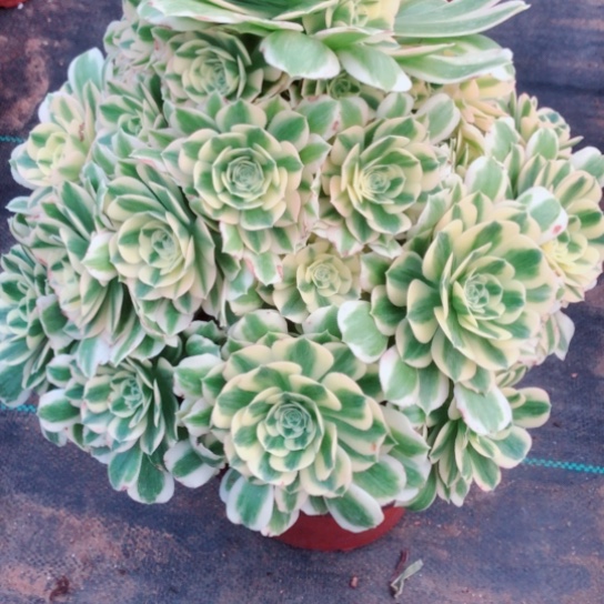 清**舞迈巴赫法师多肉植物127号