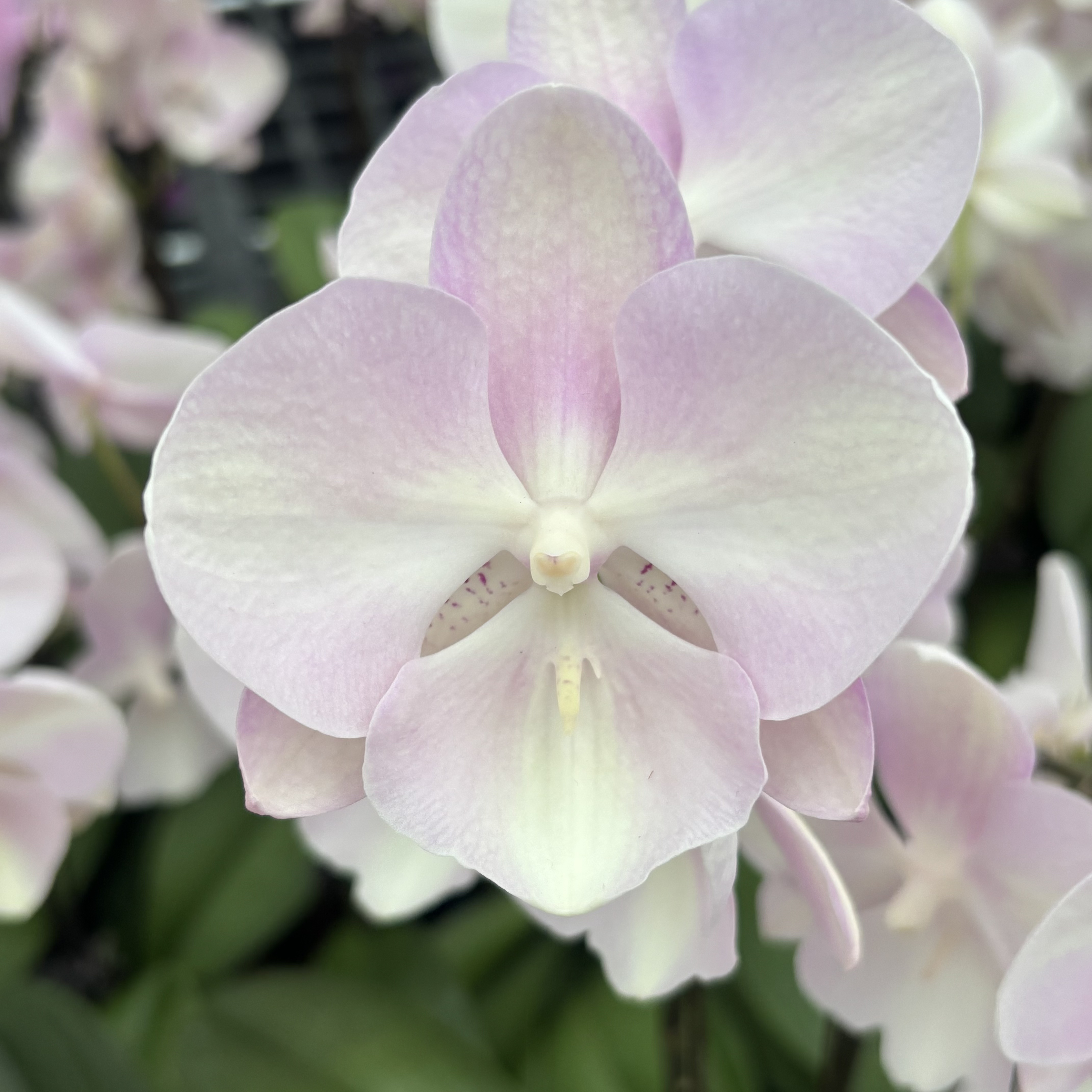 蝴蝶兰【威尼斯】带花，带花剑，四季开花室内好养鲜花