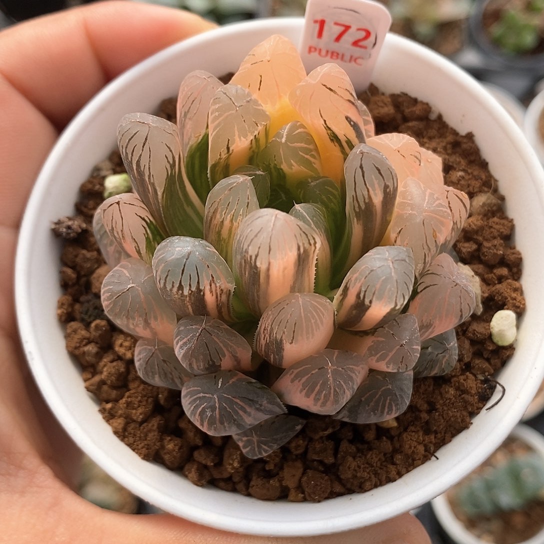 红陶172号实生玉露锦一物一拍