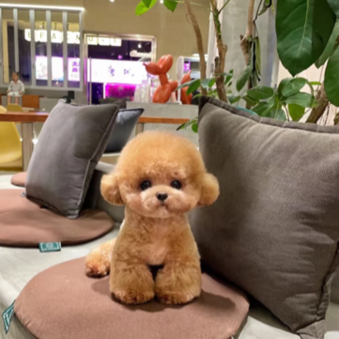 杭州马尔泰泰迪熊，可卡布比熊拍付链接