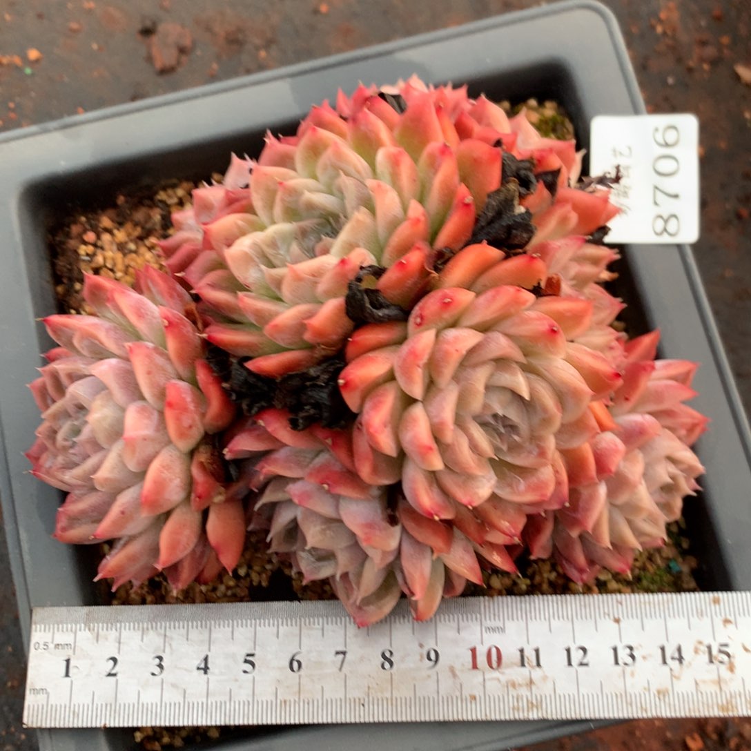 8706杂交多肉老桩