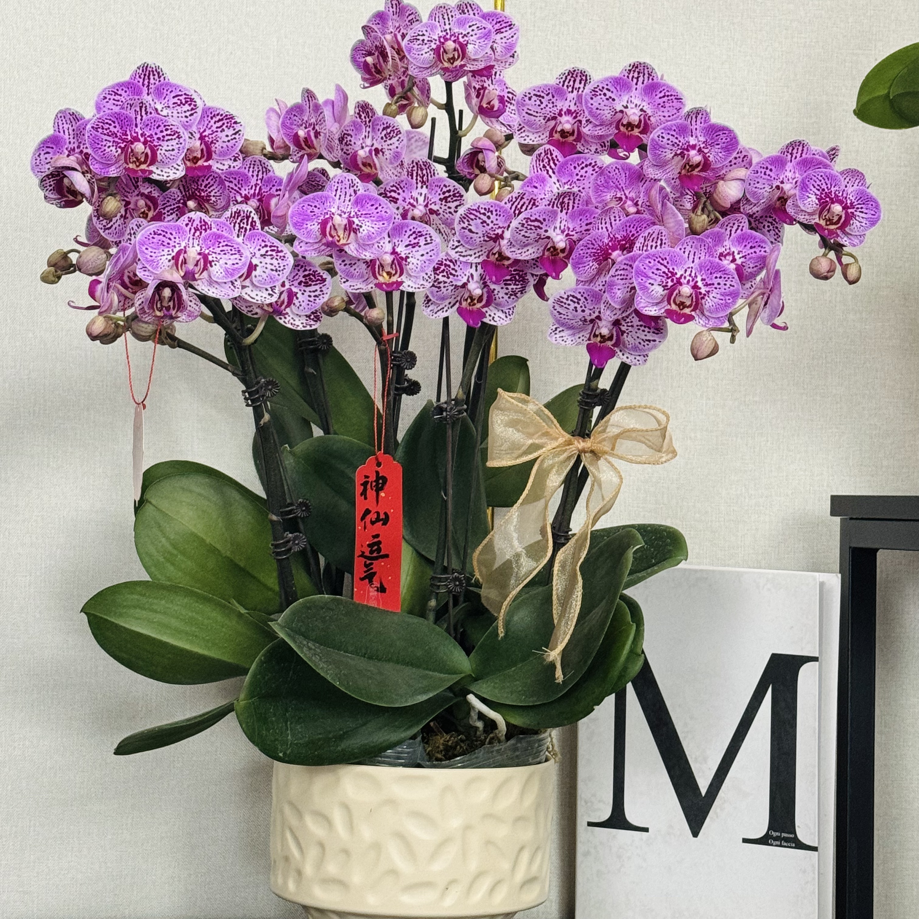 福禄禧【芭比娃娃】蝴蝶兰盆栽花卉观花植物室内四季开花陶瓷盆4