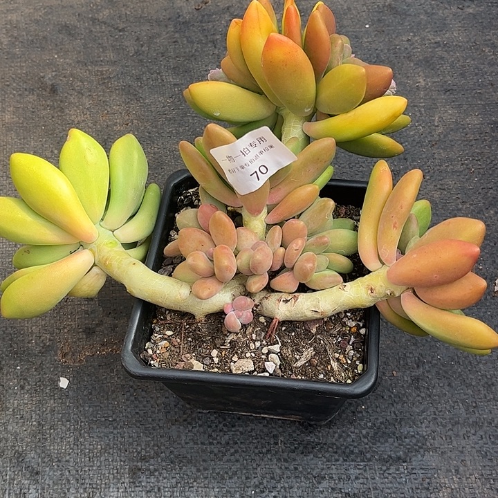 芒果奶群，一物一拍