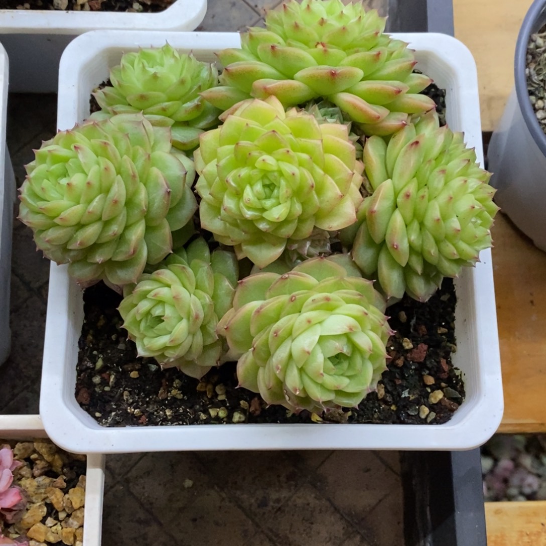 精品多肉一物拍不包整250