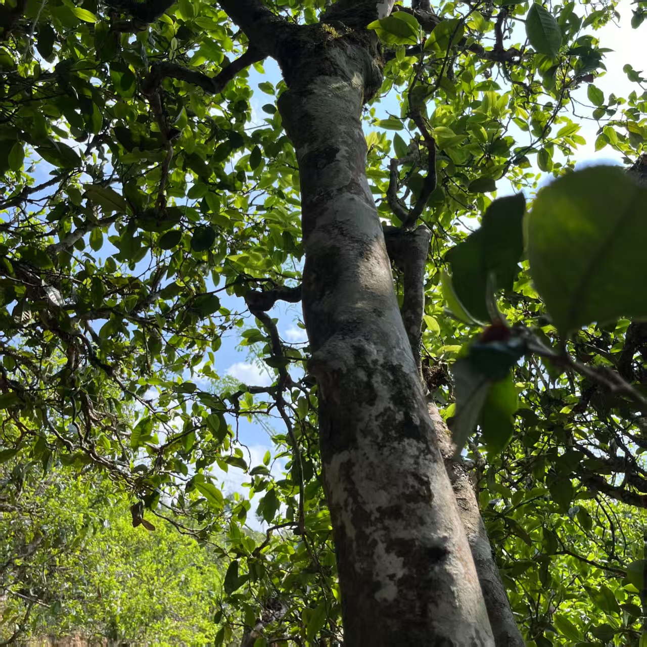 珍藏高货圈喝货的大哥小荒田荒田老寨头春特古散茶生茶100克/盒