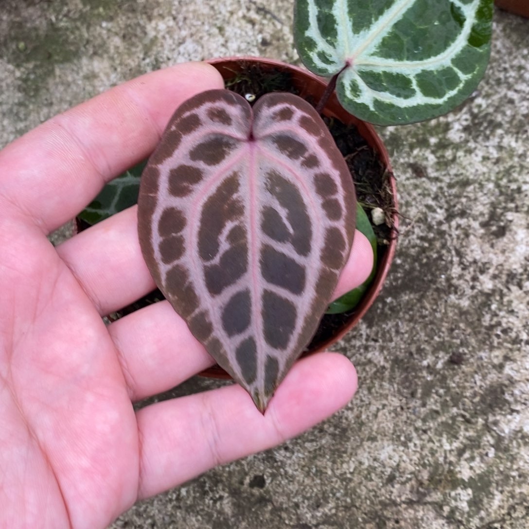 无花朵nse红水晶小