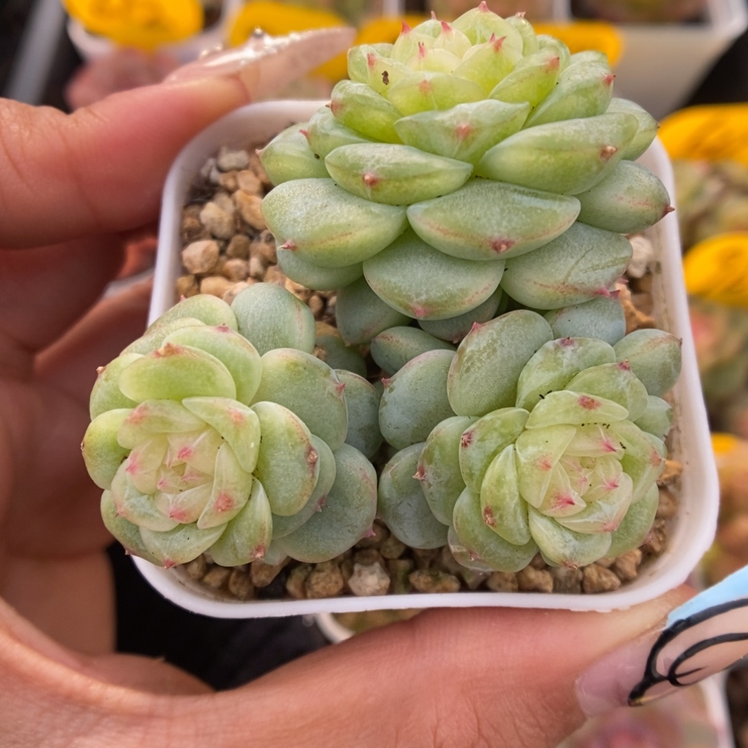 白晶体珍妮群生954号。 