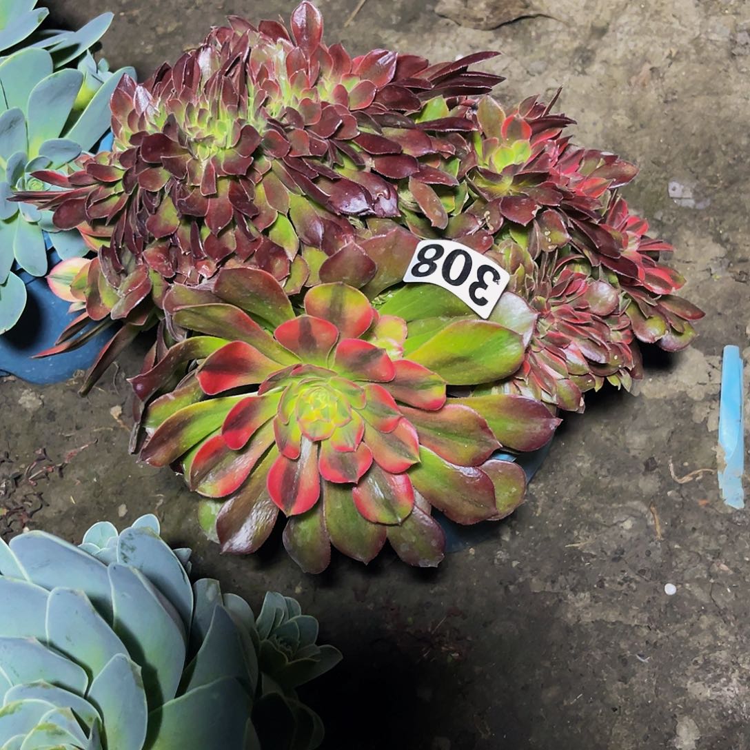 法师法师15-10包邮法师