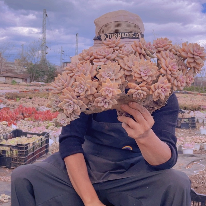 220淡雪缀化一物一拍