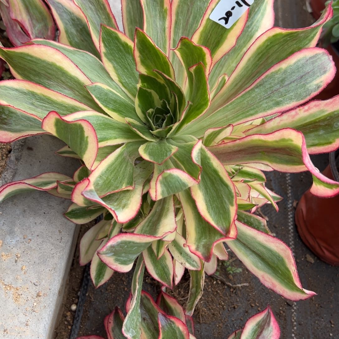 17魅影多肉植物一组