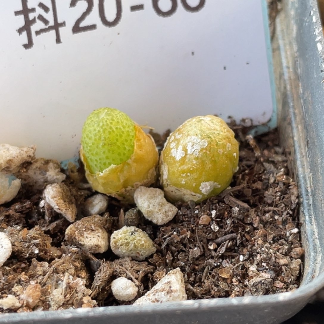 20-66玉米多肉植物