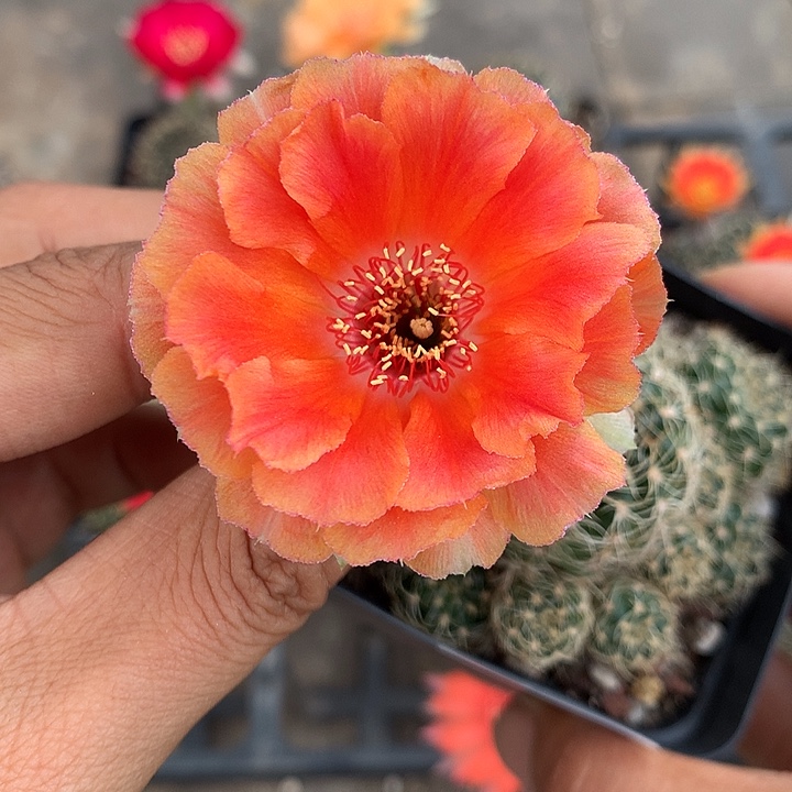 84 实生丽花7厘米盆