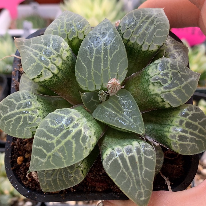 水晶康平101带盆土发货