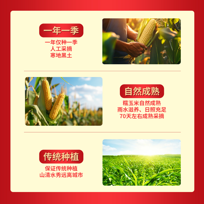 [新疆]  伊犁黄糯玉米  颗粒饱满 软糯香甜