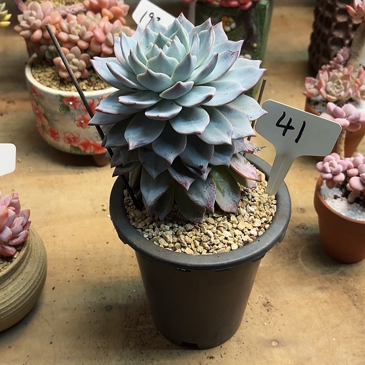 多肉植物，粉蓝鸟41号