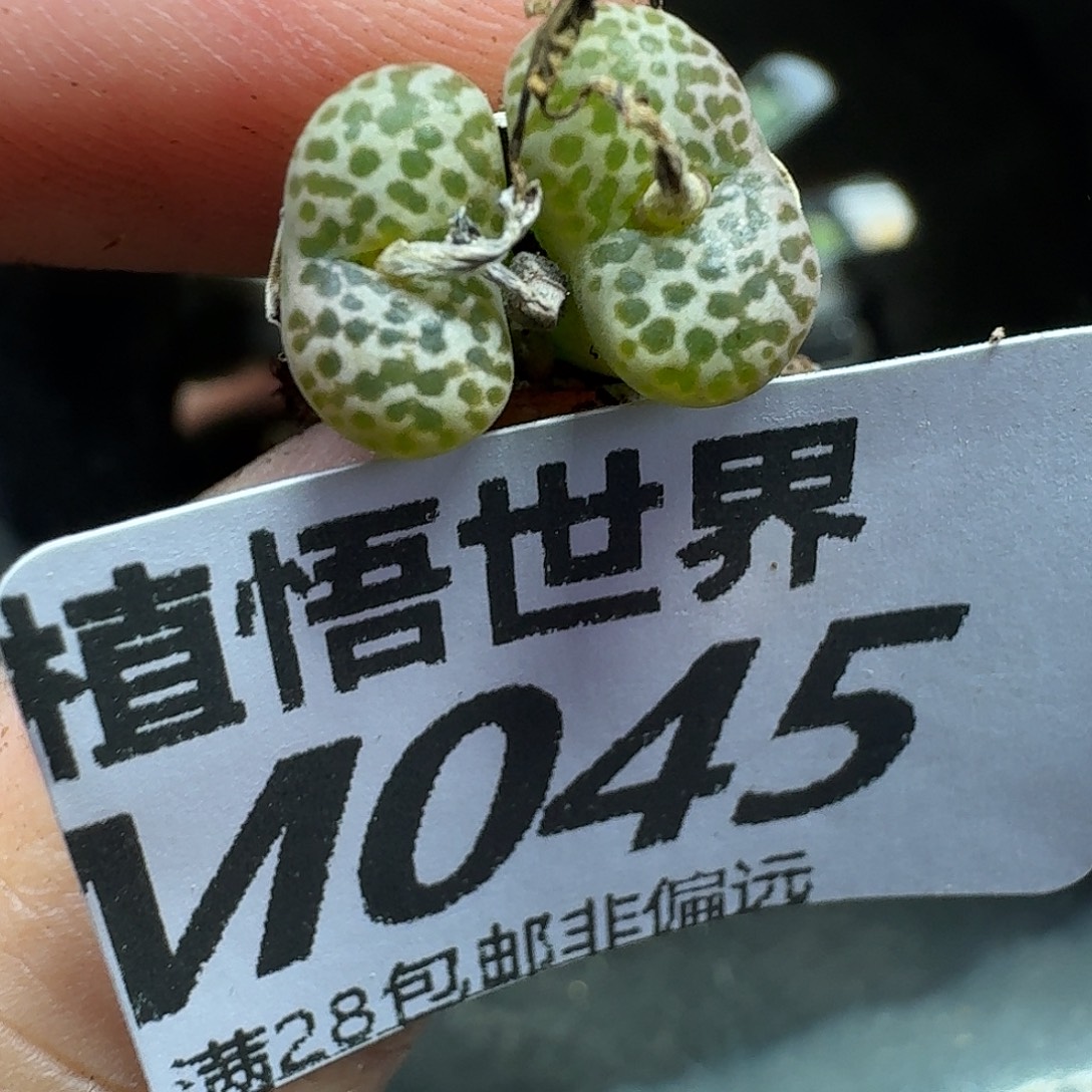 多肉植物的人生ghh