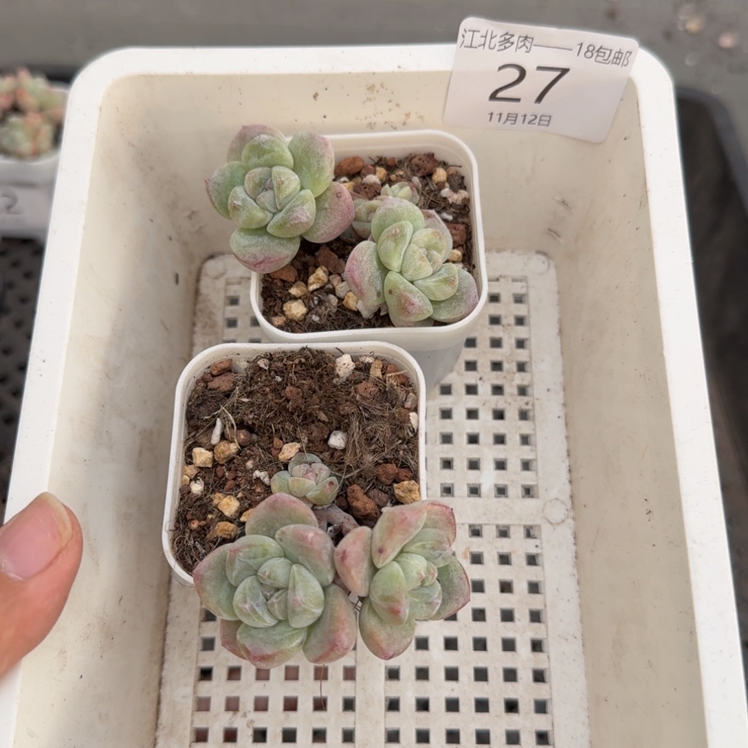 27 号到手1框，江北多肉
