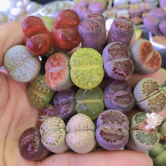 无花朵0471，18棵有两颗双头