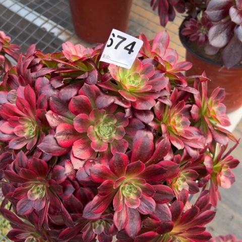 674安娜25厘米左右