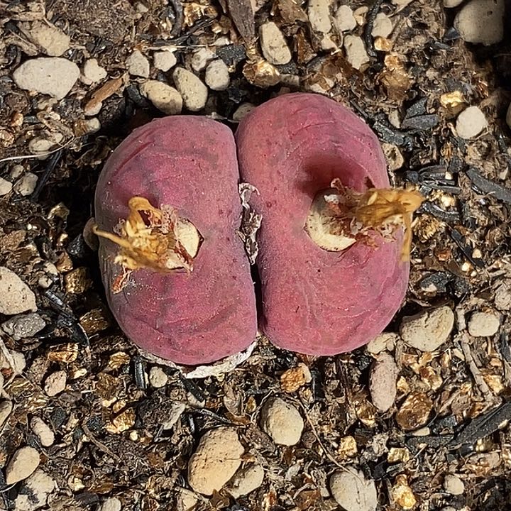 1239-167-？gghbhnjm